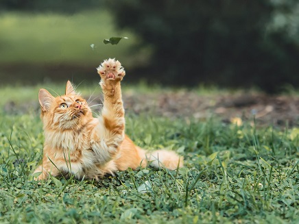 Our goal is to help ensure the people and animals of Cache County are happy and healthy.